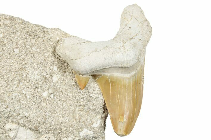 Otodus Shark Tooth Fossil in Rock - Morocco #273648